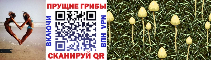 Псилоцибиновые грибы Magic Shrooms  купить   это телеграм  Свободный 